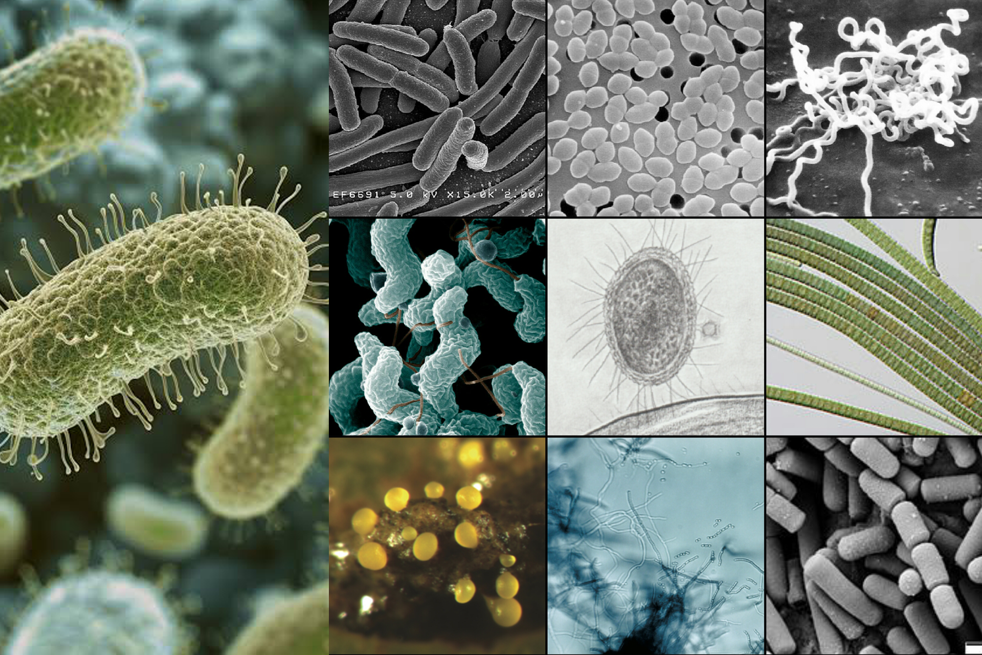 Resistencia antibiótica: la importancia del buen uso de los antibióticos para la salud global